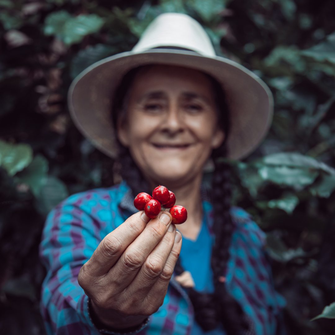 Pflückerin der Hacienda Sonora zeigt reife Kaffeekirschen