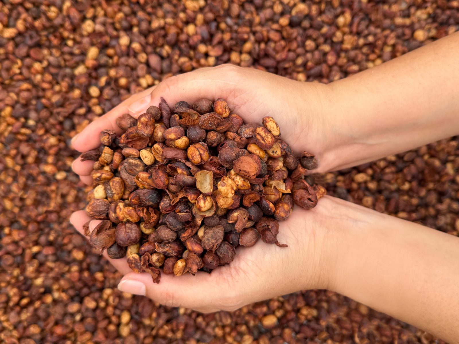 Getrocknete Cascara in zwei Händen über einem Trockenbett