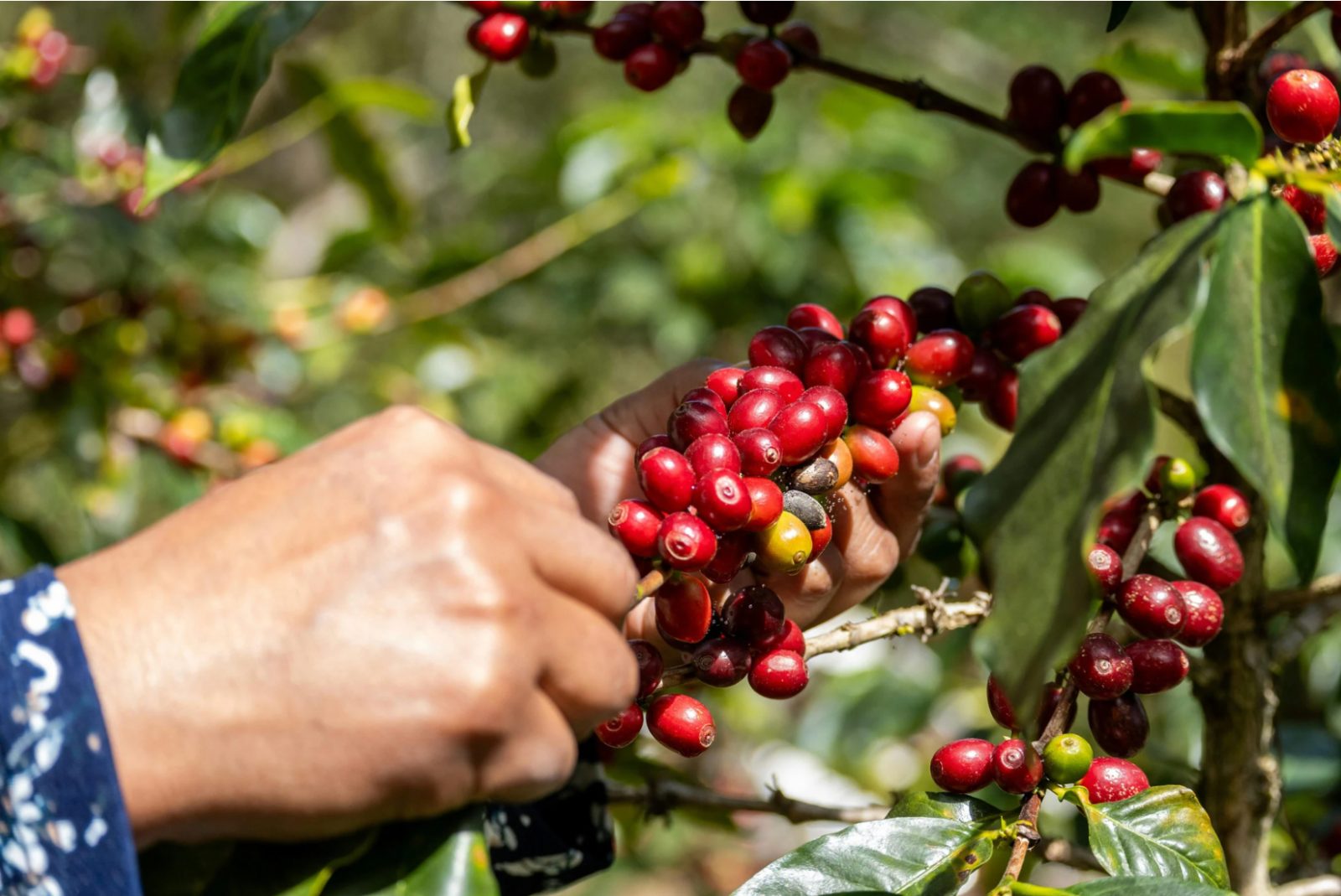 Hand pflückt reife Kaffeekirschen vom Zweig auf der Hacienda Sonora