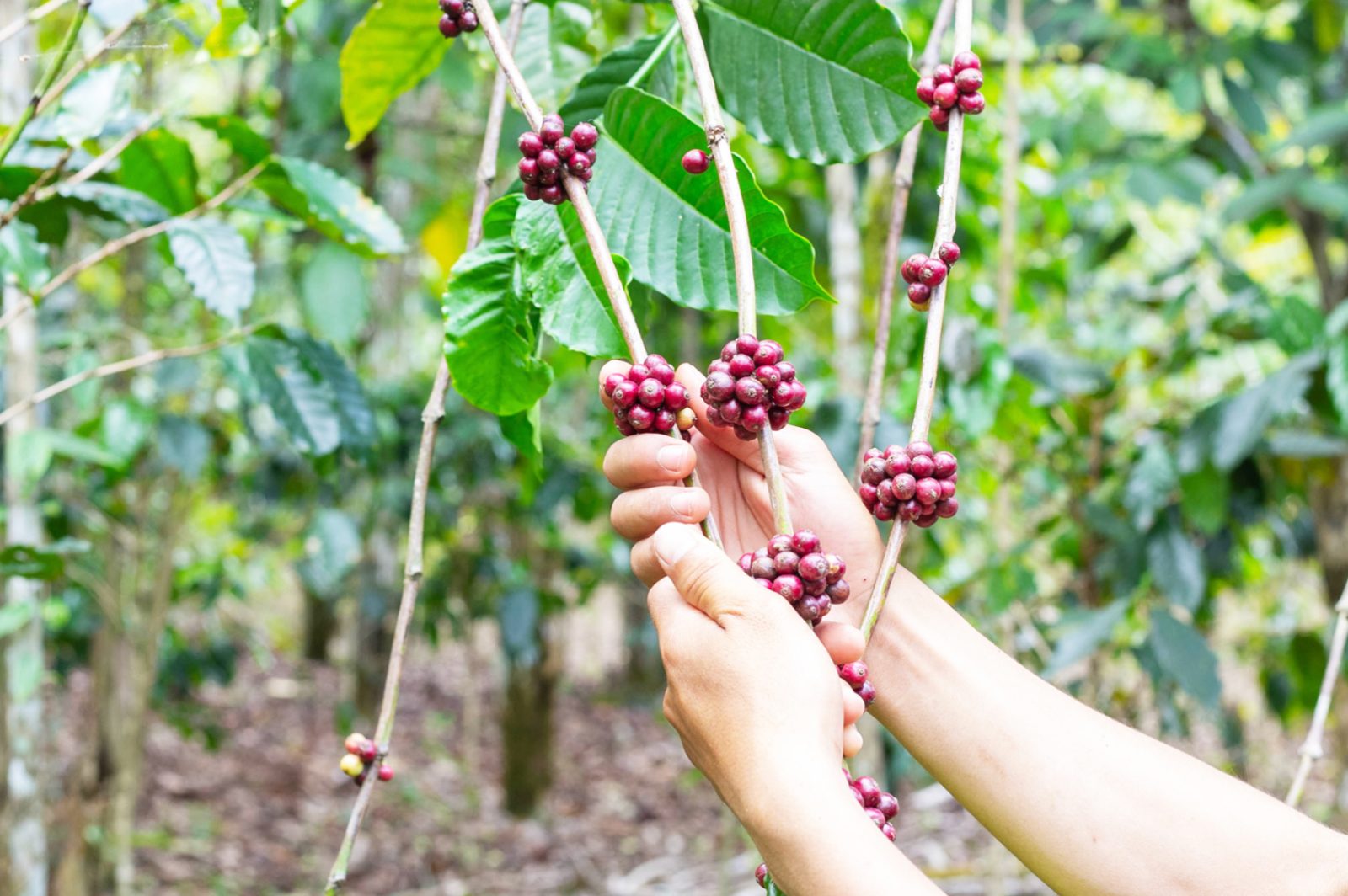 Pflücker bei der Ernte zwischen Kaffeesträuchern