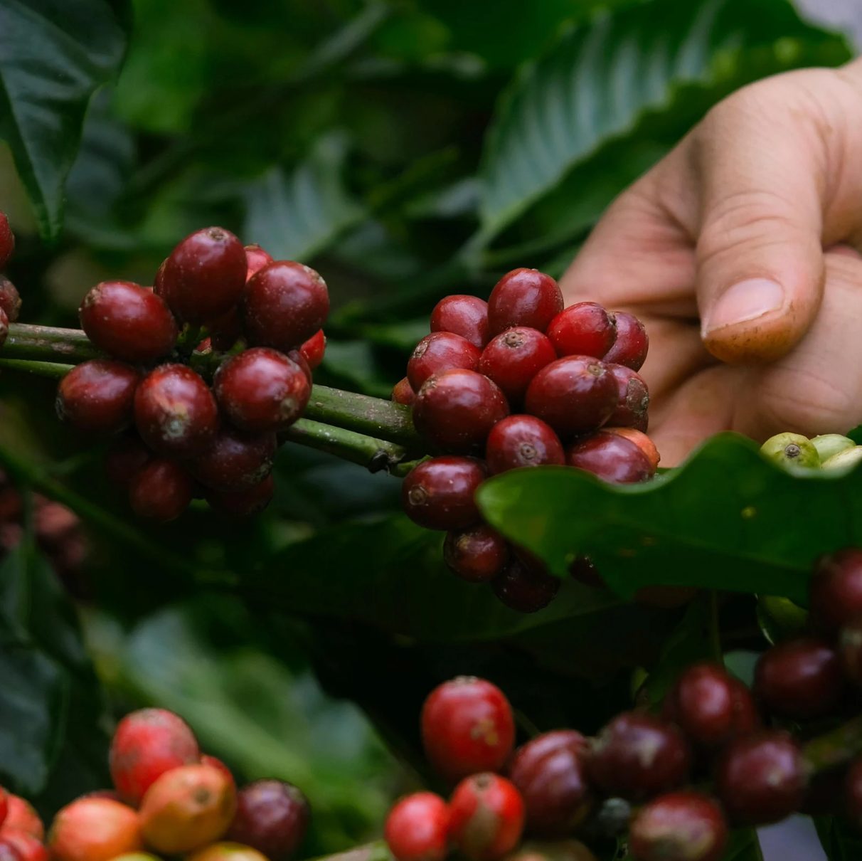 Kaffeezweig mit reifen Kirschen